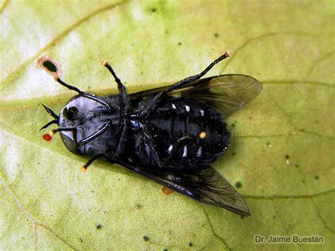 Insectos del Ecuador