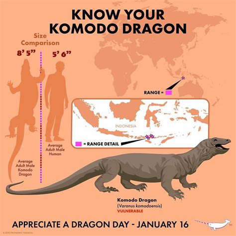 Komodo Dragon