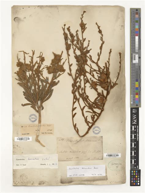 Jacquemontia unilateralis (Roem. & Schult.) O'Donell | Plants of the ...