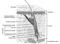 INTEGUMENTARY SYSTEM(Part - 2) - Notes, Zoology, Class 11 PDF Download