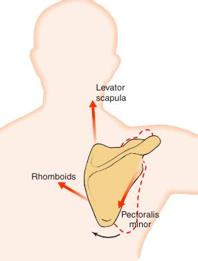 Image result for Normal Shoulder Alignment
