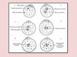 Image result for Fertilisation Types
