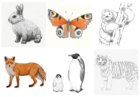 20 cute and easy animals to draw for fun | Gathered