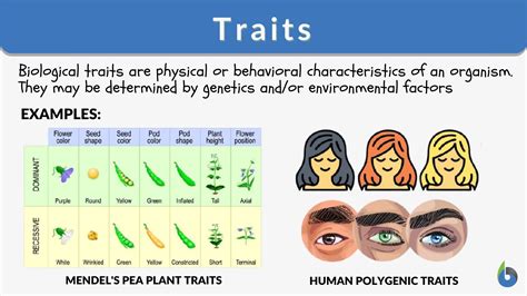 Definition Of Trait In Biology - DEFINITIONKC