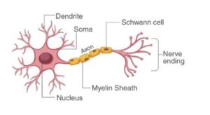 CBSE Class 12th Biology Important Diagrams & Questions