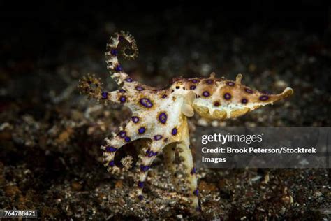 Image result for Blue-Ringed Octopus Hunting