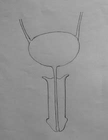 Image result for How to Draw a Male Reproductive System