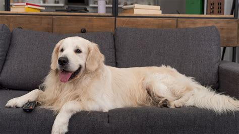 9 Large Dog Breeds That Don't Shed Perfect For Clean Homes - Cerfiem.com