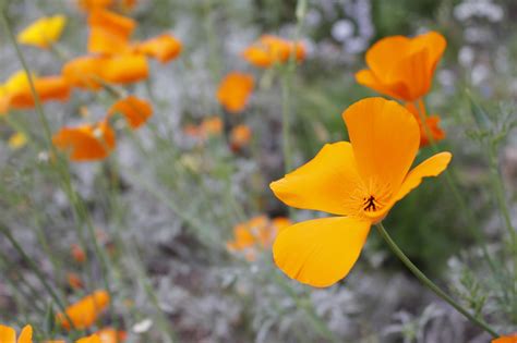 Yellow Orange Flower free image download