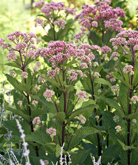 How to Plant and Grow Joe Pye Weed