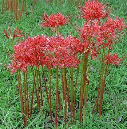 Buy Bareroot Red Surprise Lily/Resurrection Lily/Naked Lady/August Lily ...