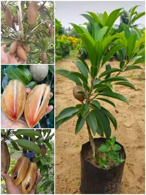ASNOGMULDA long Chikoo Plant Grafted" Thai Variety (plant Height 2-3 ...