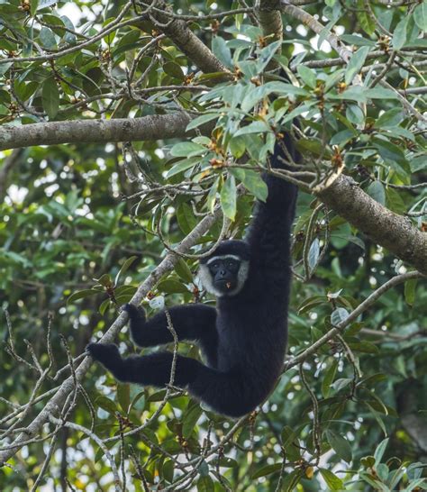 What Do Monkeys And Apes Have Long Arms at Clifford Bloss blog