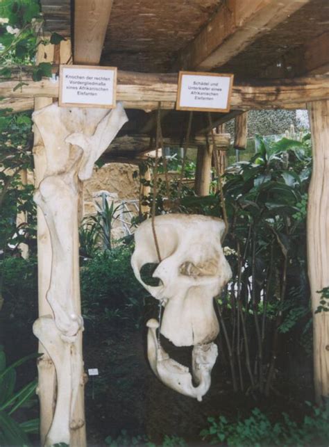 ZooLex Image - Elephant bones