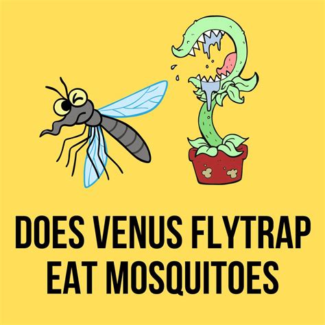Does A Venus Flytrap Eat Mosquitoes at Laverne Haskins blog