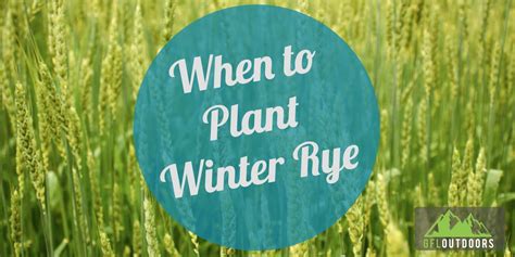 When to Plant Winter Rye Seed? Everything You Need to Know - GFL Outdoors