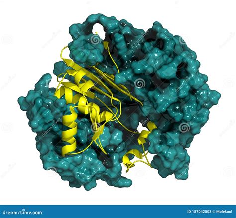 Gamma-glutamyltranspeptidase 1 (GGT 1, Gamma-GT, Gamma-glutamyl Transferase) Enzyme. Used As ...