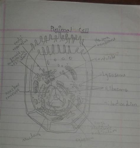 Draw a diagram of plant cell and animal cell - Brainly.in