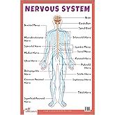 Buy Skeletal System - Thick Laminated Primary Chart: Human Body Charts ...