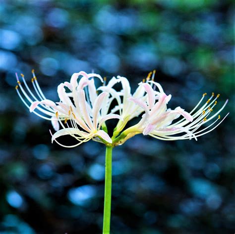 White Spider Lilies