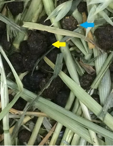 Rabbit Evolution Coin Poop 的图像结果