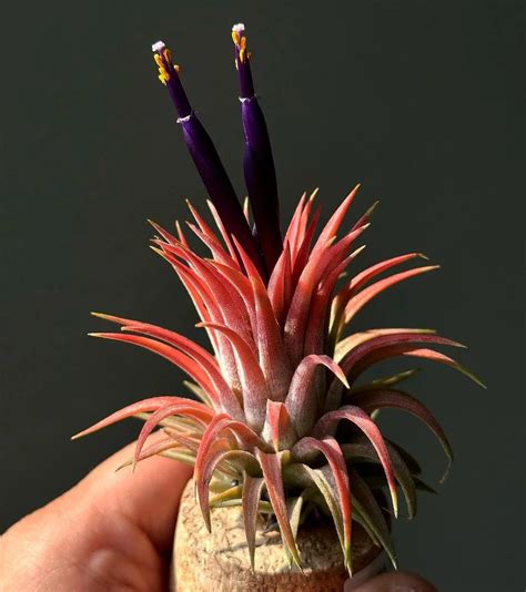 Air Plant Varieties: Discovering the Diversity of Tillandsia | by Alen ...