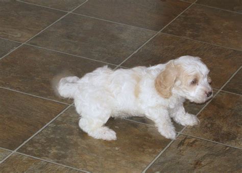 Cockapoo Colors - Duke's Cockapoos