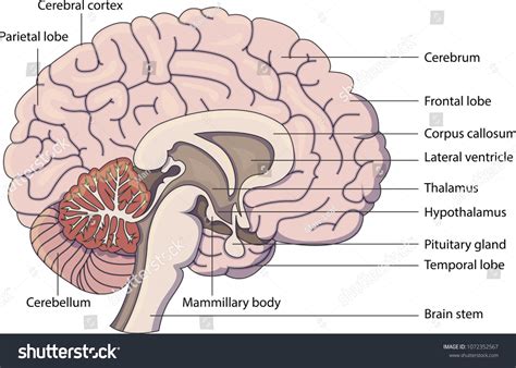 Image result for Brain Scan Algorithm