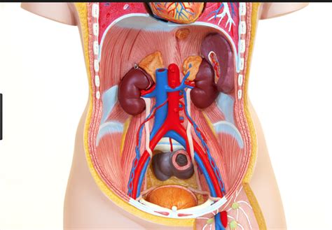 Image result for Lymph Trunk Function