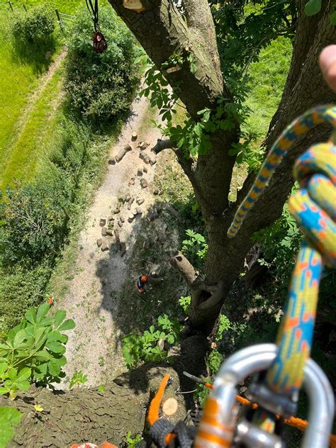 Tree Pruning Near Me 的图像结果