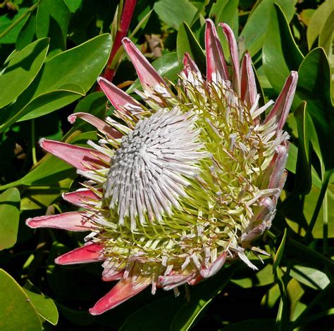 King Protea Plant