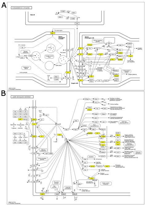 Transcriptional Profiling of Rat Prefrontal Cortex after Acute ...