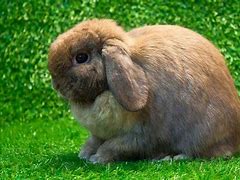 Image result for Holland Lop Tan