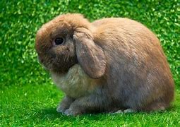 Image result for Black Dutch Rabbit