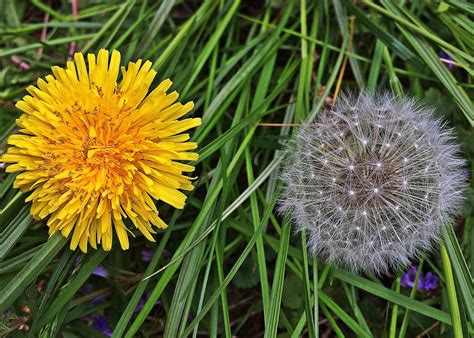 Free Images : nature, dandelion, flower, wild, spring, botany, flora ...