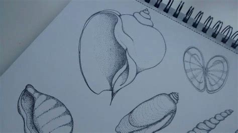 Image result for Pen Shell Drawing