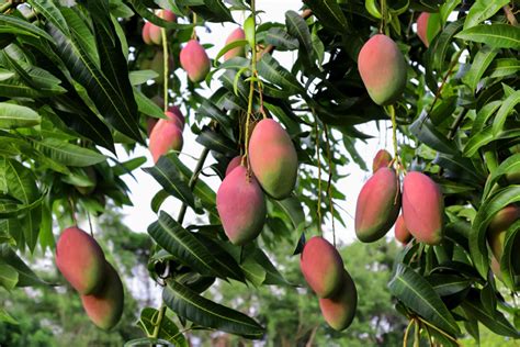 How To Plant A Mango Seed