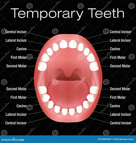 Names Of Top Row Teeth at Maddison Joyce blog