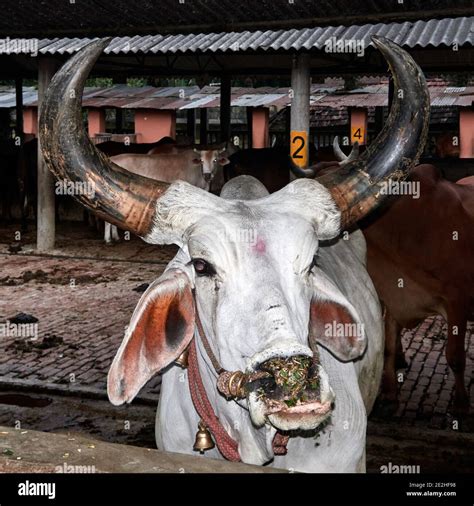 India, West Bengal, Mayapur. Kankrej cattle are a breed of Zebu cattle. They originated from the ...
