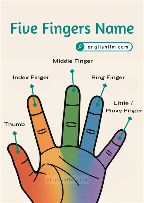 Names of Fingers in English with Pictures • Englishilm
