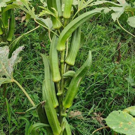 Buy Ladies Finger Parbhani Kranti Bhindi Okra Seeds – High Yield, Year ...