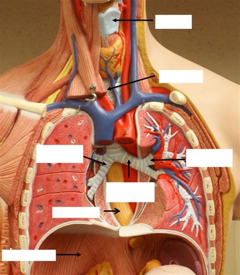 Image result for Muscle Model Chest Anatomy
