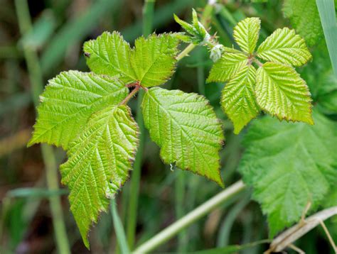 Restoration event kicks off Olympic Pipeline Tragedy commemorations ...