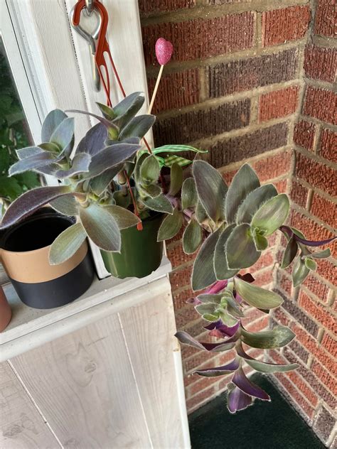 what is this plant : r/plants