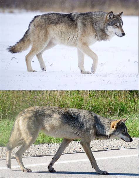 Wolf And Coyote Comparison