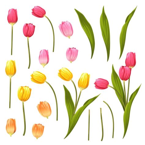 Tulip flower Images - Free Download on Freepik