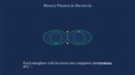 Image result for DNA Replication Process Animation