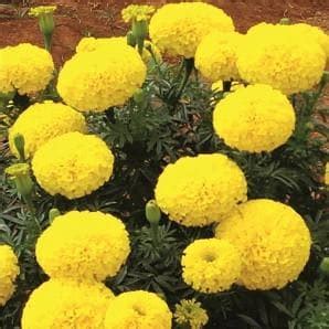Rambha Marigold Seeds - Fito | F1 Hybrid | Buy Online at Best Price ...