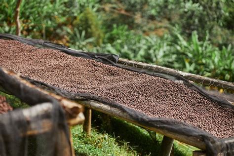 Natural Dry Coffee Processing Method PDF 的图像结果