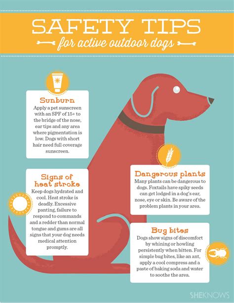 Keep your four-legged loved one safe | Dog care tips, Dog training tips, Dog health tips